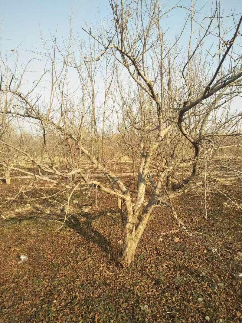 精品主干石榴树，丛生石榴树，石榴树哪里有