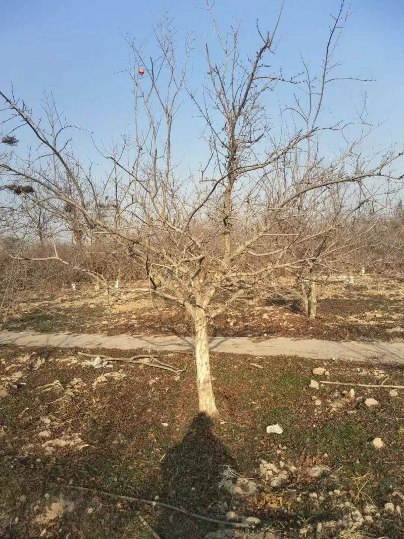 精品主干石榴树，丛生石榴树，石榴树哪里有