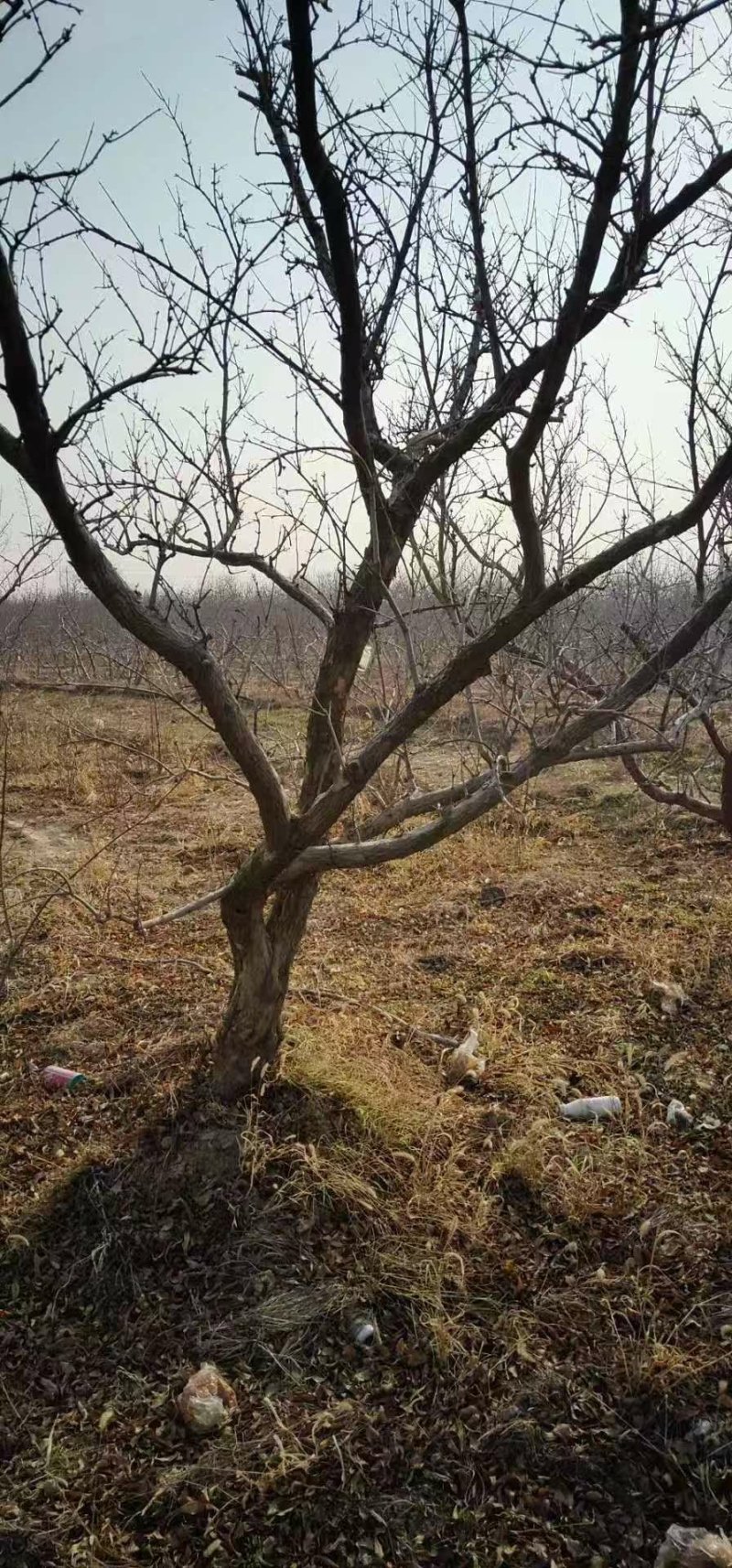 精品主干石榴树，丛生石榴树，石榴树哪里有