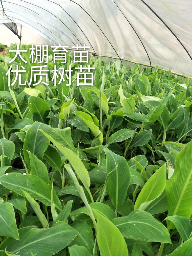 中蕉九号维斯廉B6红香蕉香蕉苗当年种植当年挂果