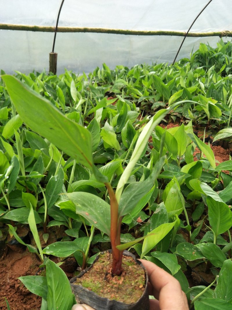 中蕉九号维斯廉B6红香蕉香蕉苗当年种植当年挂果