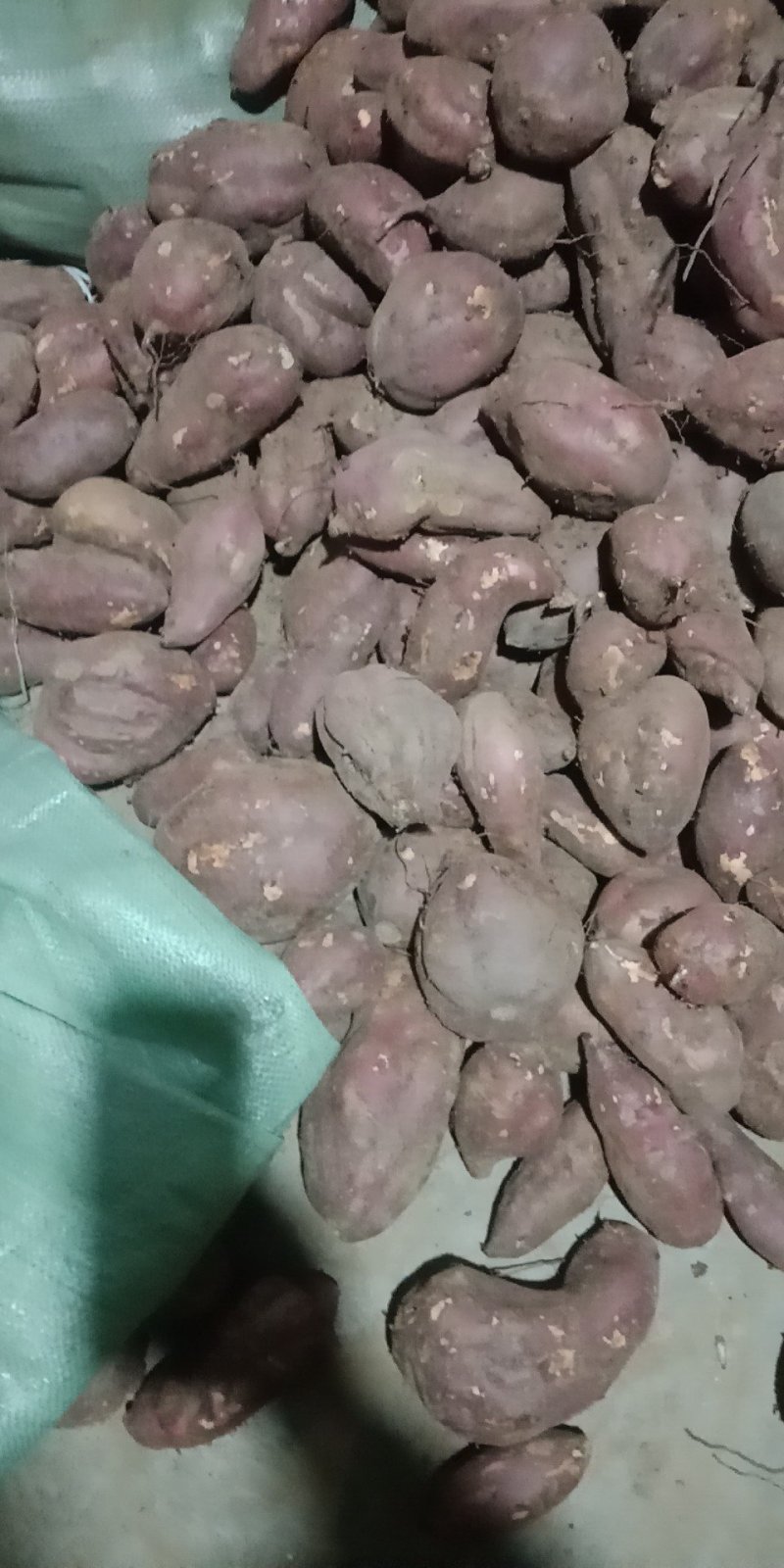 红薯