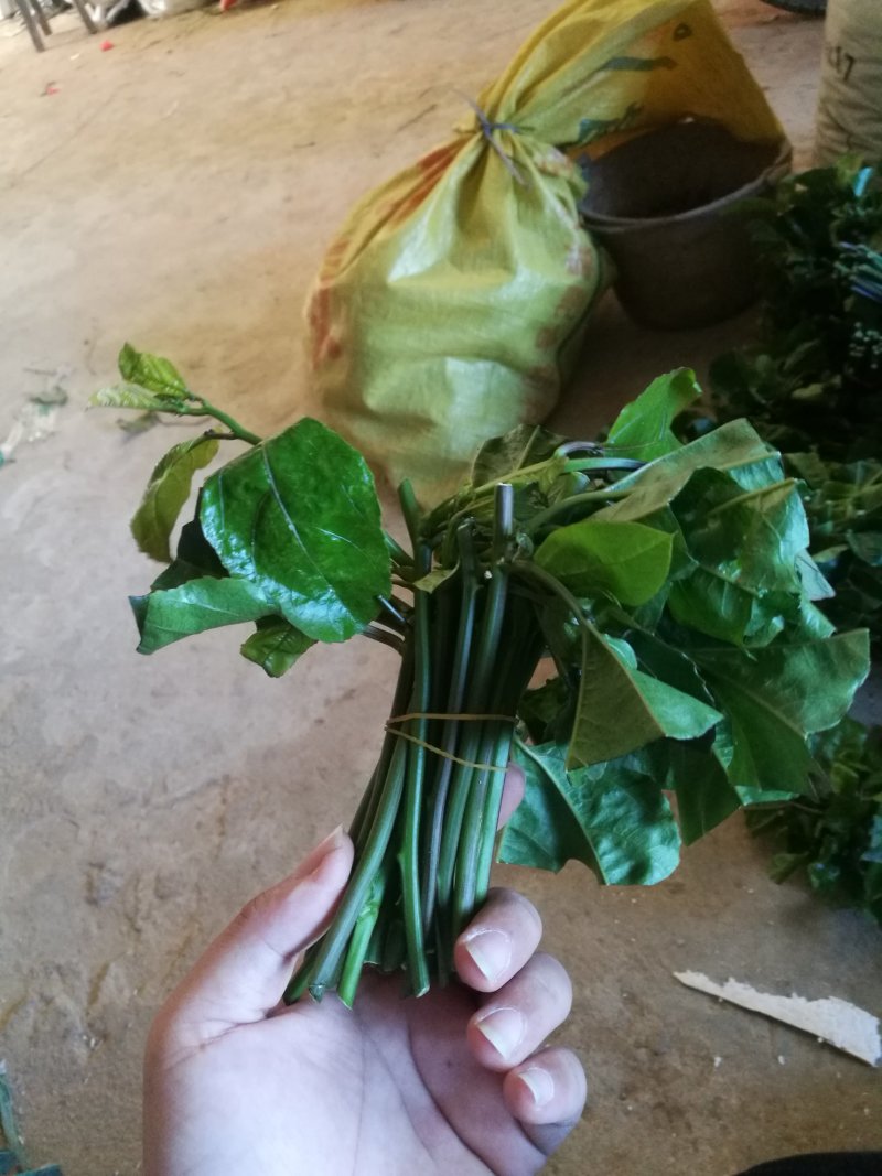 黄金百香果苗黄金果芽条嫁接芽条扦插枝条