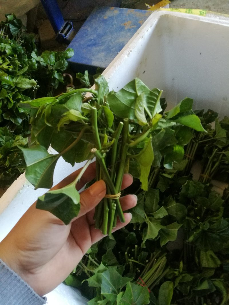 黄金百香果苗黄金果芽条嫁接芽条扦插枝条