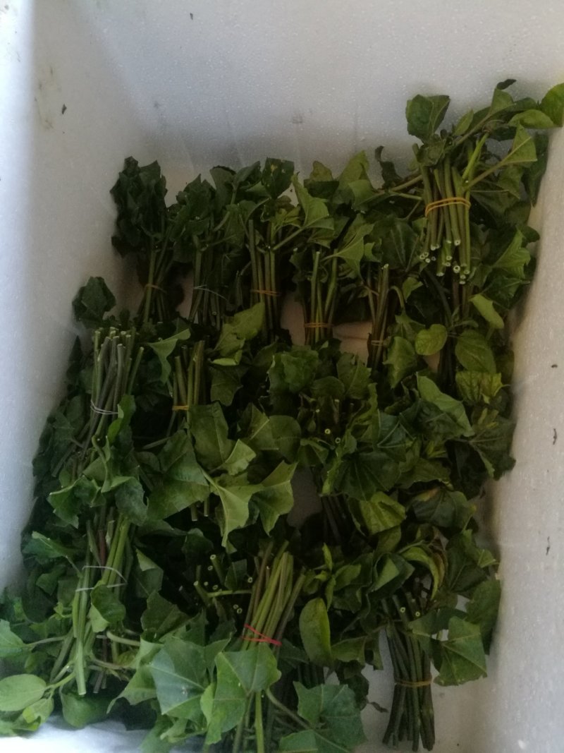 黄金百香果苗黄金果芽条嫁接芽条扦插枝条