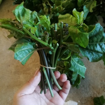 黄金百香果苗黄金果芽条嫁接芽条扦插枝条