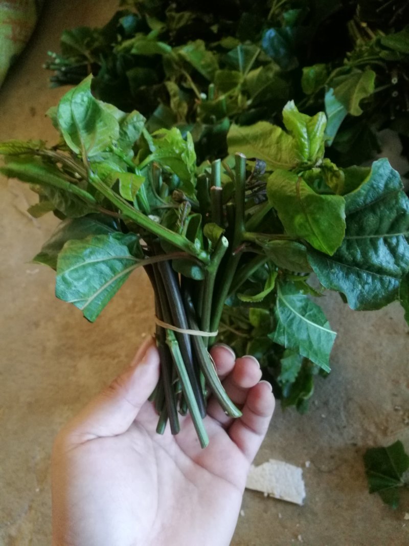 黄金百香果苗黄金果芽条嫁接芽条扦插枝条