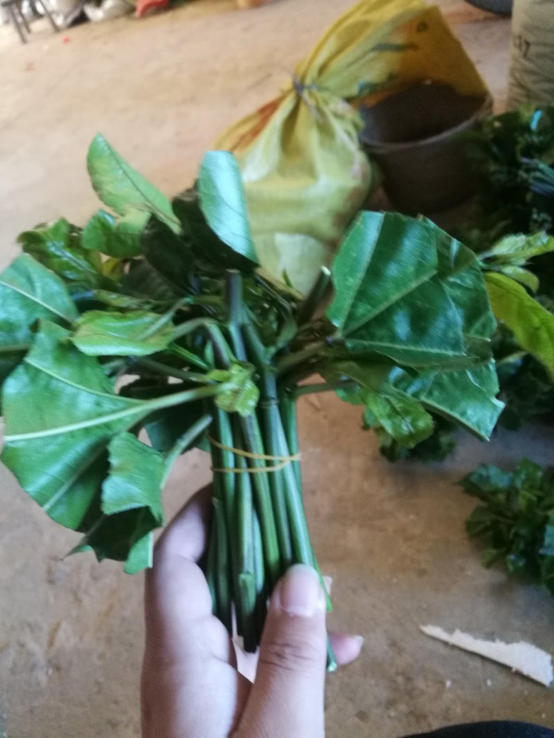 黄金百香果苗黄金果芽条嫁接芽条扦插枝条