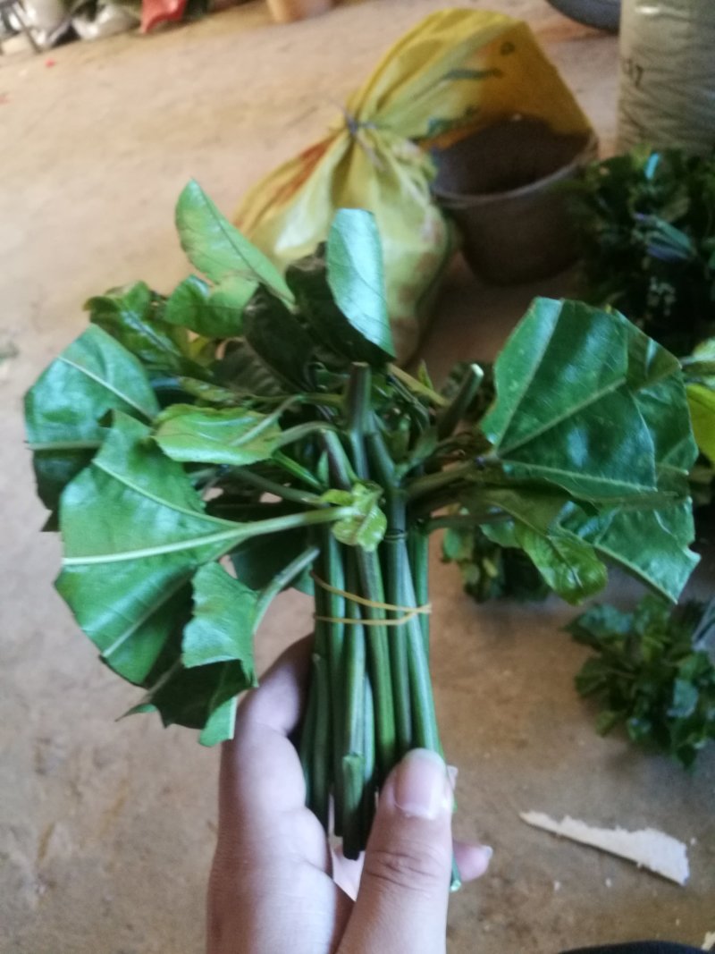 黄金百香果苗黄金果芽条嫁接芽条扦插枝条