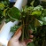 黄金百香果苗黄金果芽条嫁接芽条扦插枝条