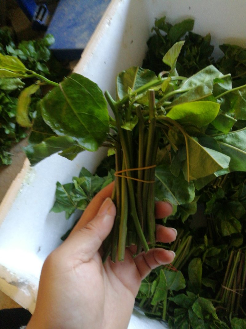 黄金百香果苗黄金果芽条嫁接芽条扦插枝条