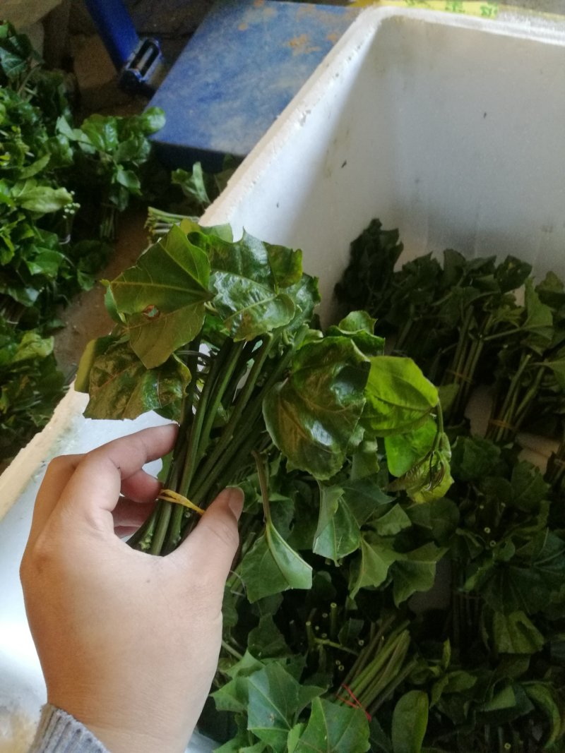 黄金百香果苗黄金果芽条嫁接芽条扦插枝条