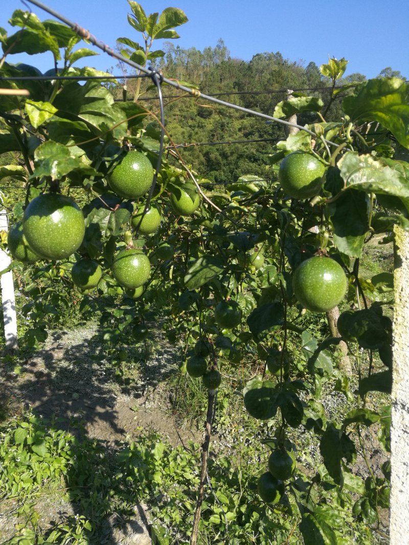 黄金百香果苗黄金果芽条嫁接芽条扦插枝条