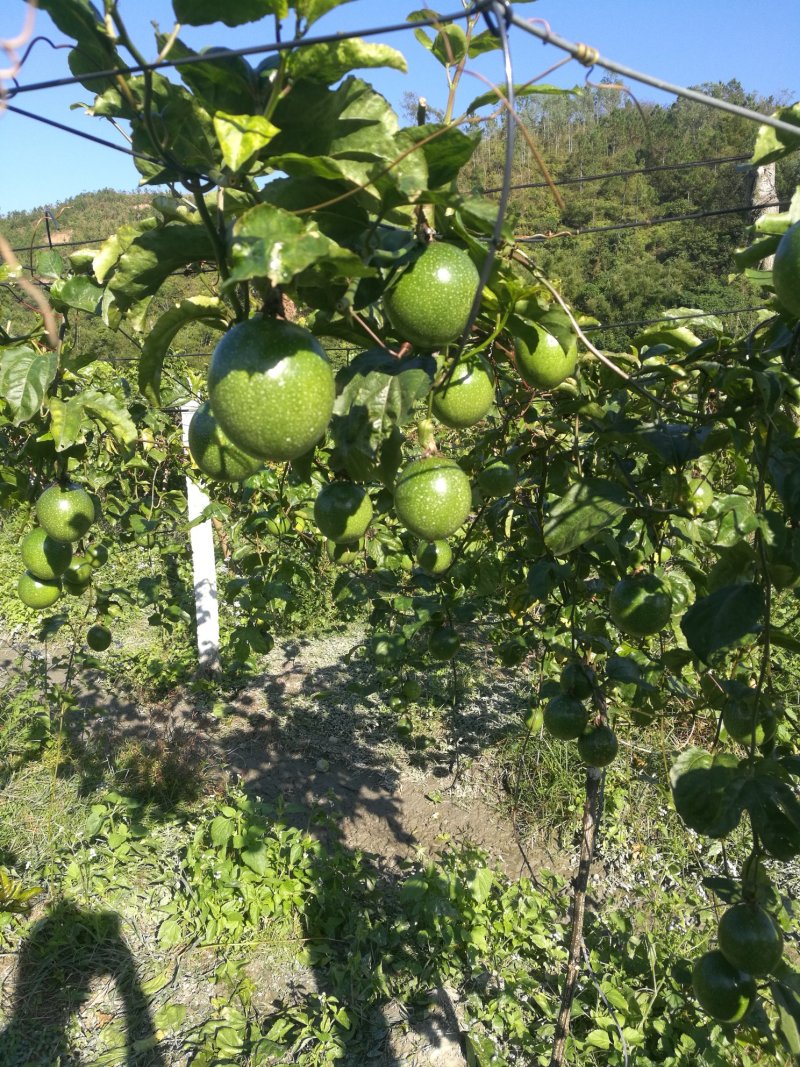 黄金百香果苗黄金果芽条嫁接芽条扦插枝条
