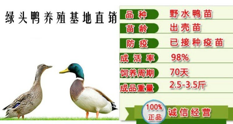 野水鸭苗孵化场直销提供技术支持