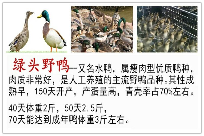 野水鸭苗孵化场直销提供技术支持