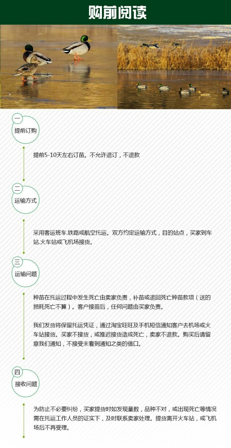 野水鸭苗孵化场直销提供技术支持