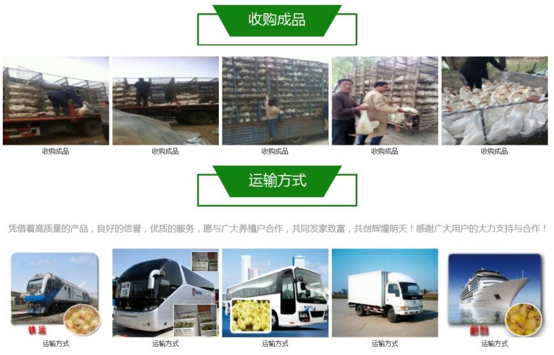 野水鸭苗孵化场直销提供技术支持