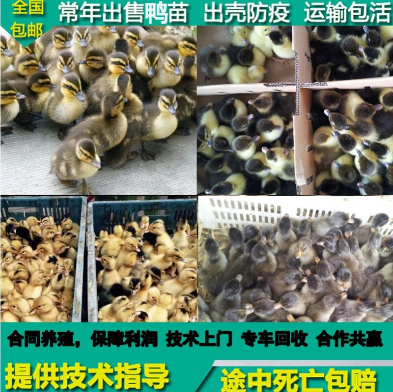 野水鸭苗孵化场直销提供技术支持
