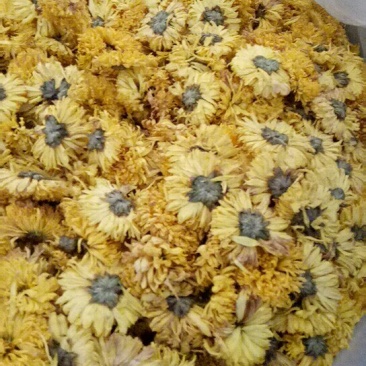 金丝皇菊