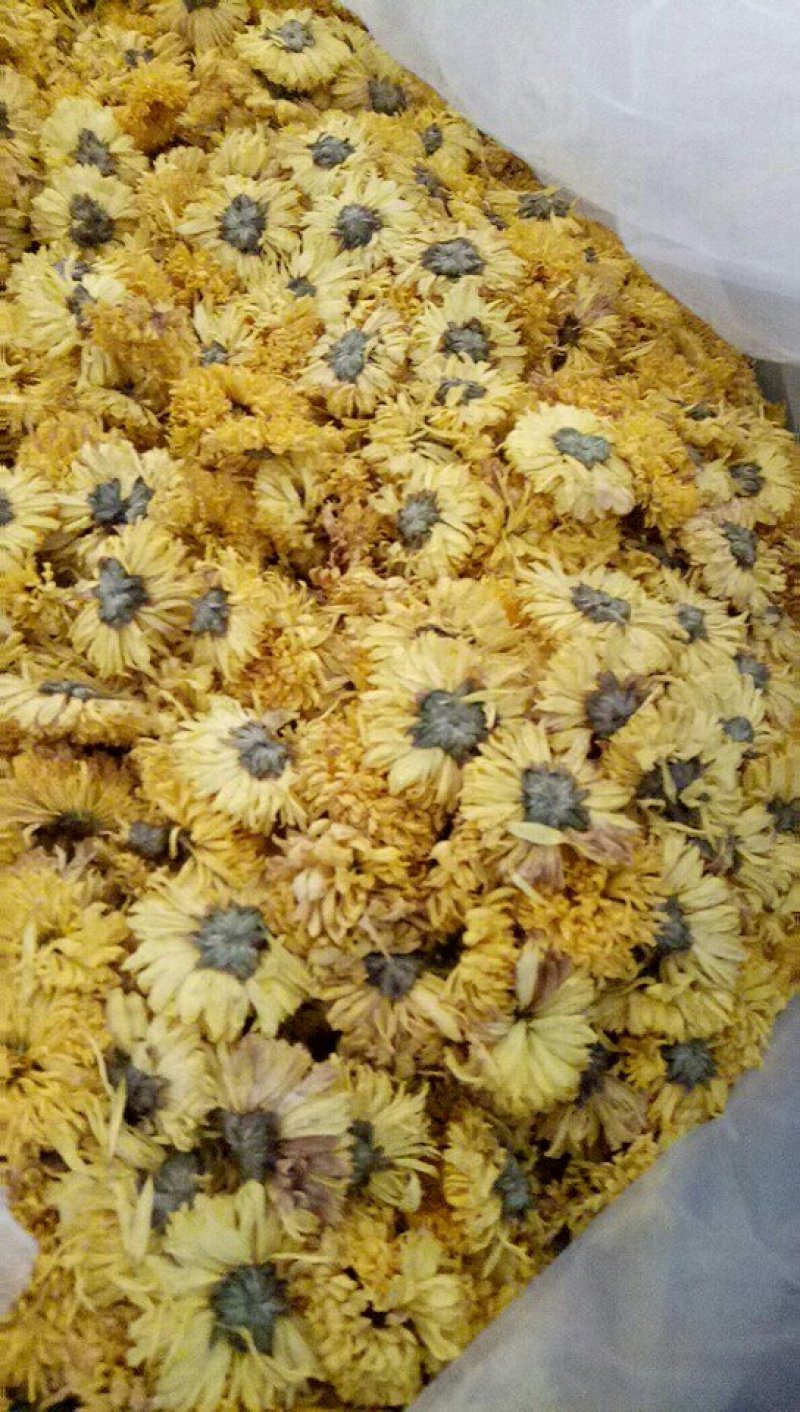 金丝皇菊