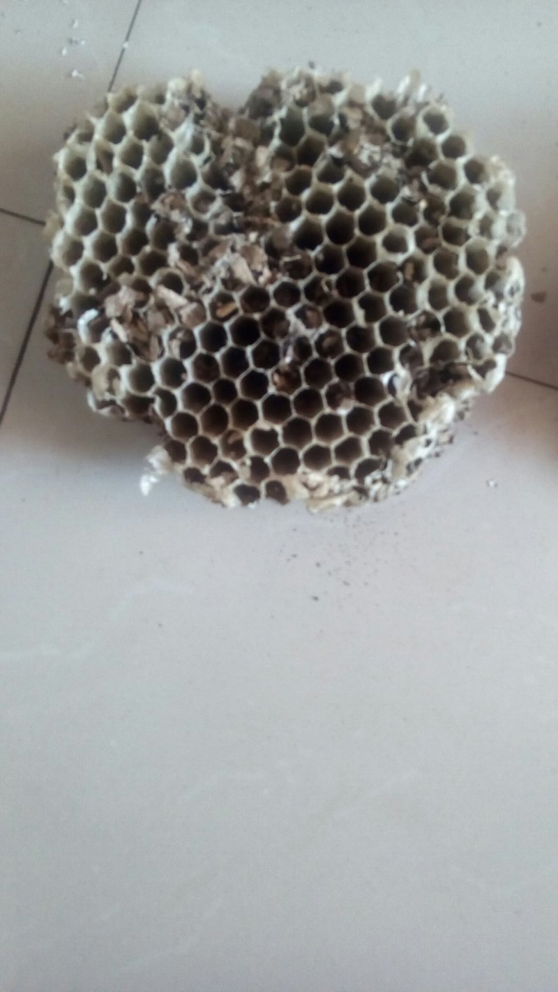 蜂巢