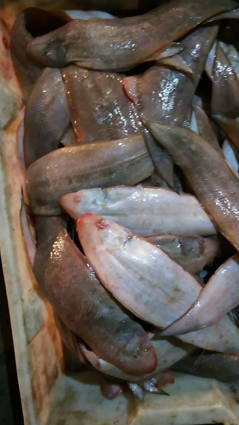黄鱼，玉秃鱼批发，一手货源，自家渔船直供