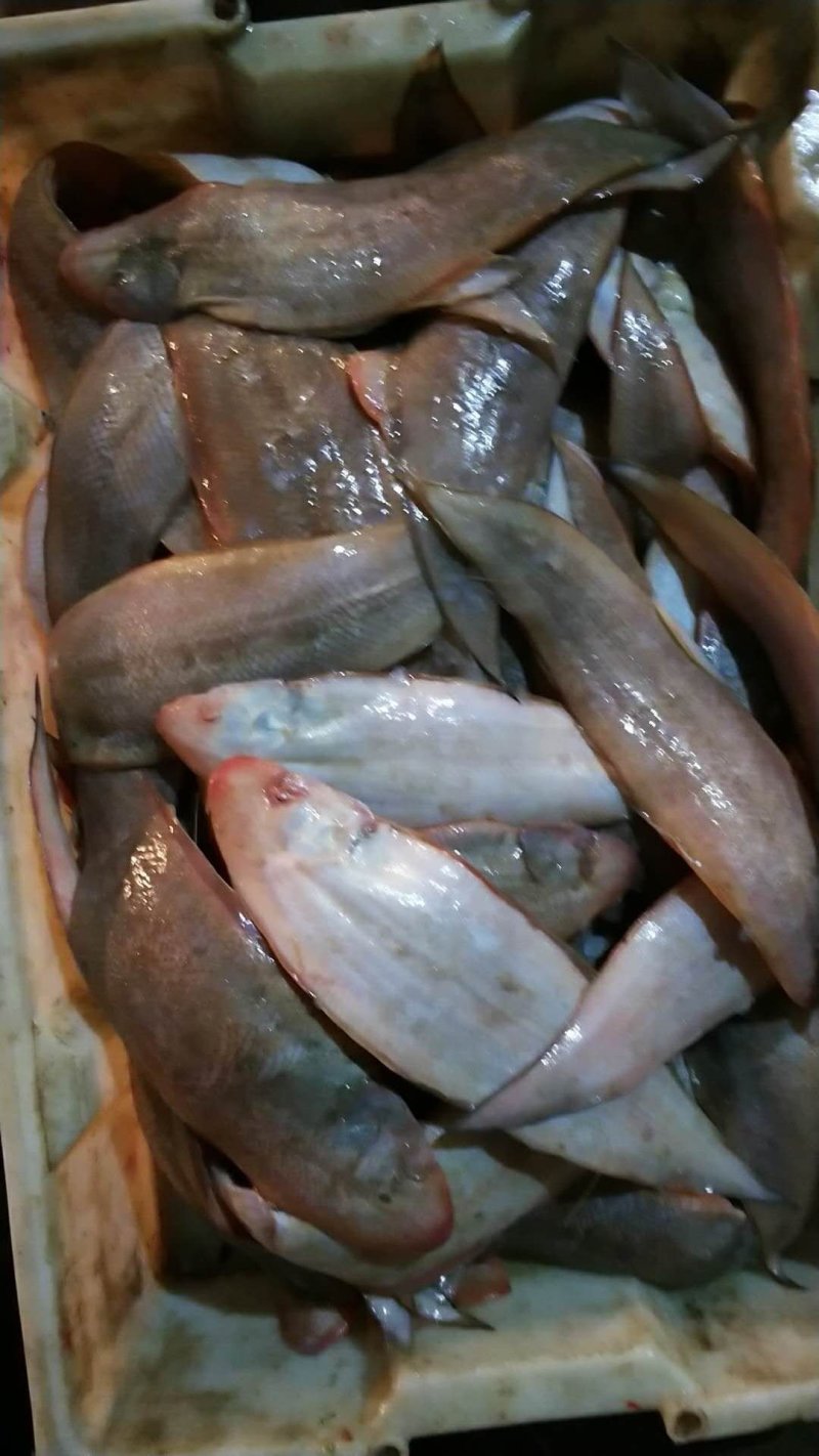 黄鱼，玉秃鱼批发，一手货源，自家渔船直供
