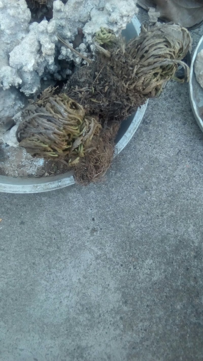 生于悬崖的九死还魂草
