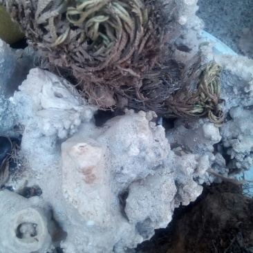 生于悬崖的九死还魂草