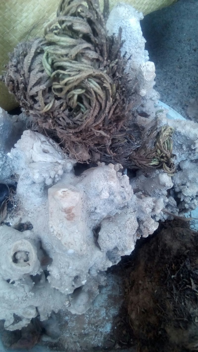 生于悬崖的九死还魂草