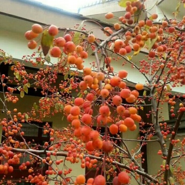 小苹果苗，冬不落海棠苗，冬红果