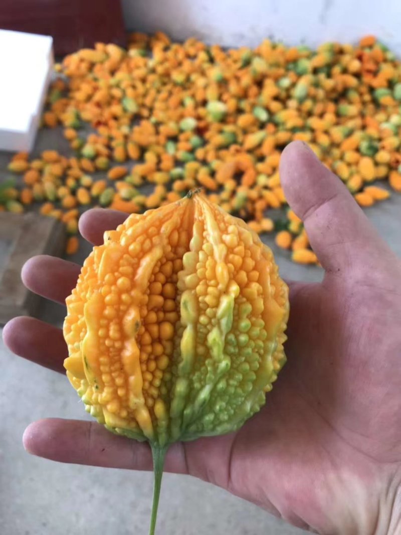 【精选】金濑瓜甜瓜种子老品种口感好赖葡萄