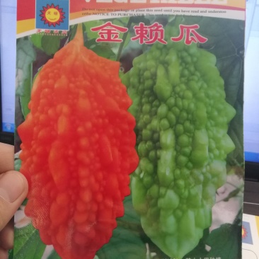 【精选】金濑瓜甜瓜种子老品种口感好赖葡萄