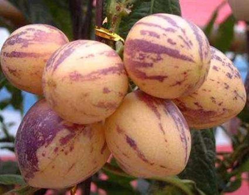【精选】人参果甜瓜种子稀有水果种子适合温室种植