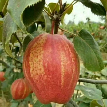 香梨，早酥红梨苗，金秋香梨苗