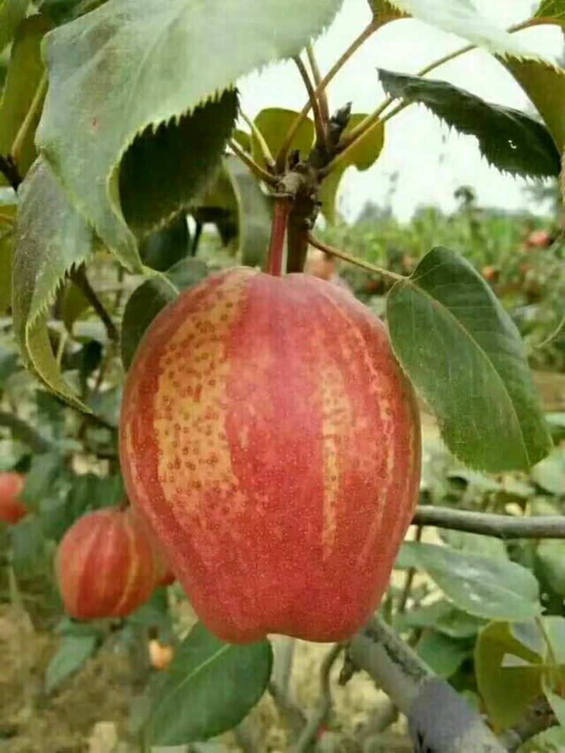 香梨，早酥红梨苗，金秋香梨苗