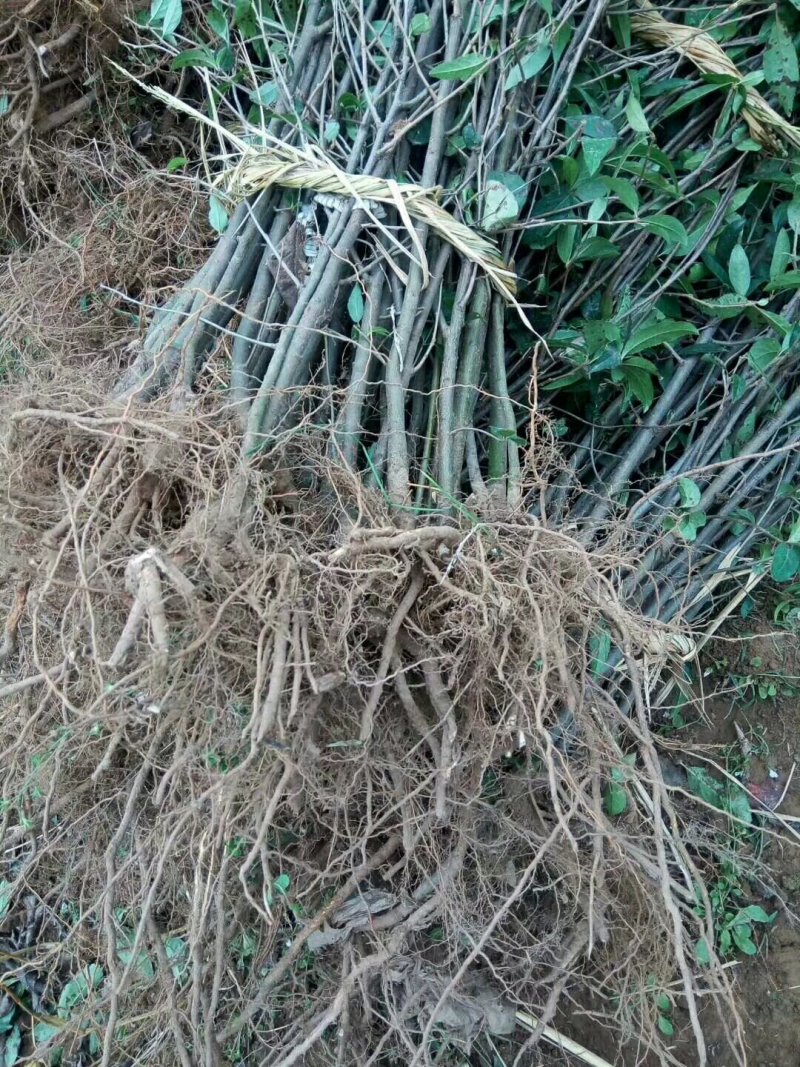 中国木瓜之乡一临沂销售真木瓜苗,