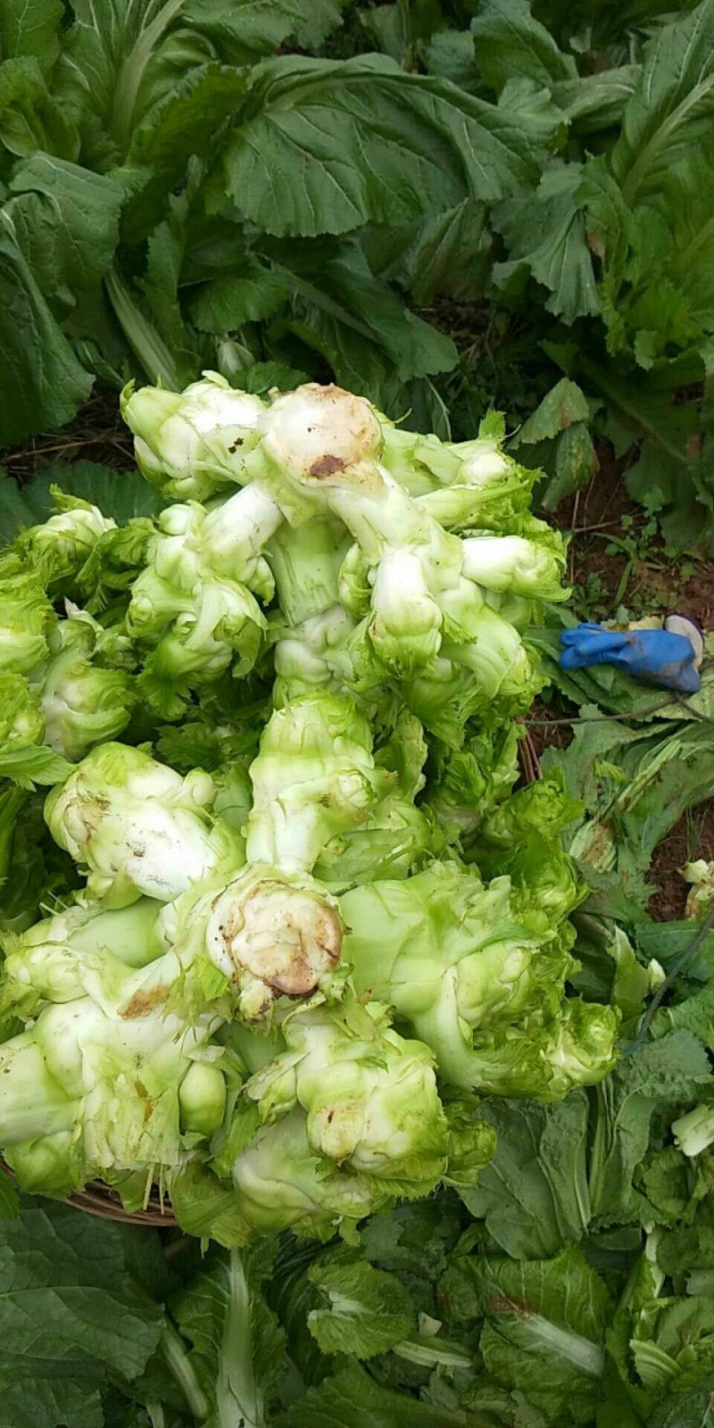 潼南精品儿菜