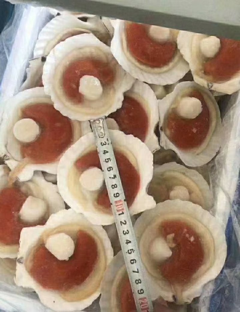 虾夷扇贝食用冰冻5~10只/kg