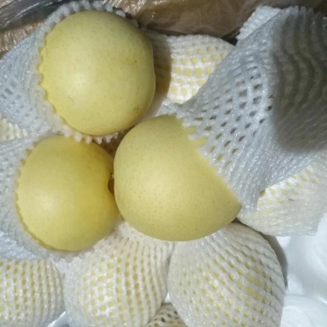皇冠梨精品皇冠
