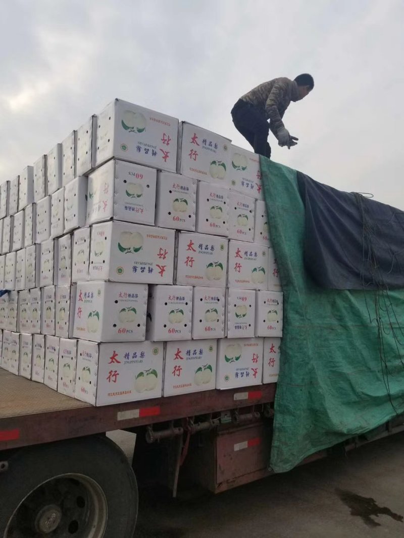 皇冠梨精品皇冠