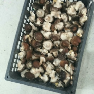 新鲜香菇出售。