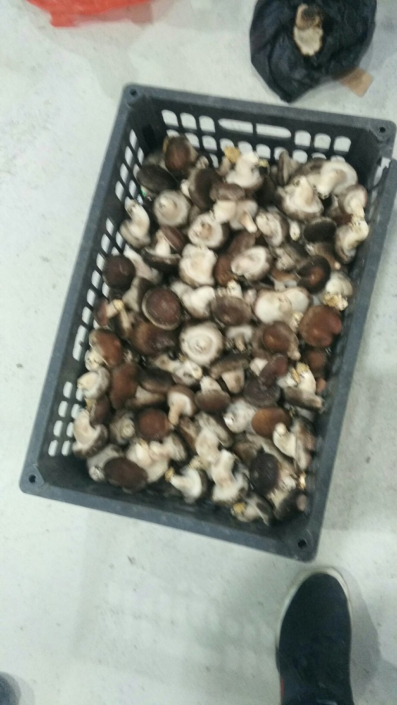 新鲜香菇出售。