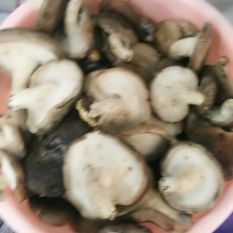 食用菌