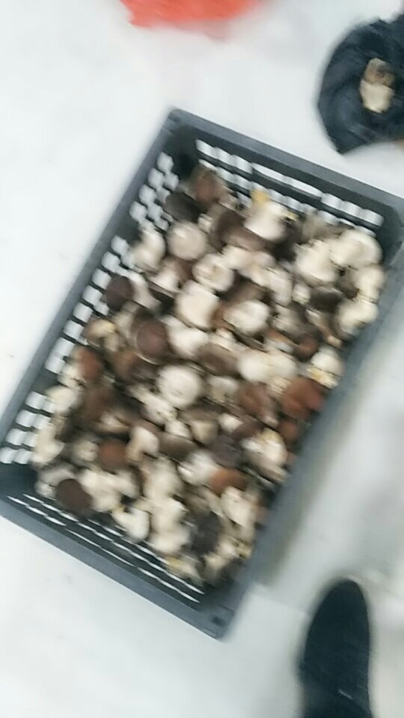 食用菌