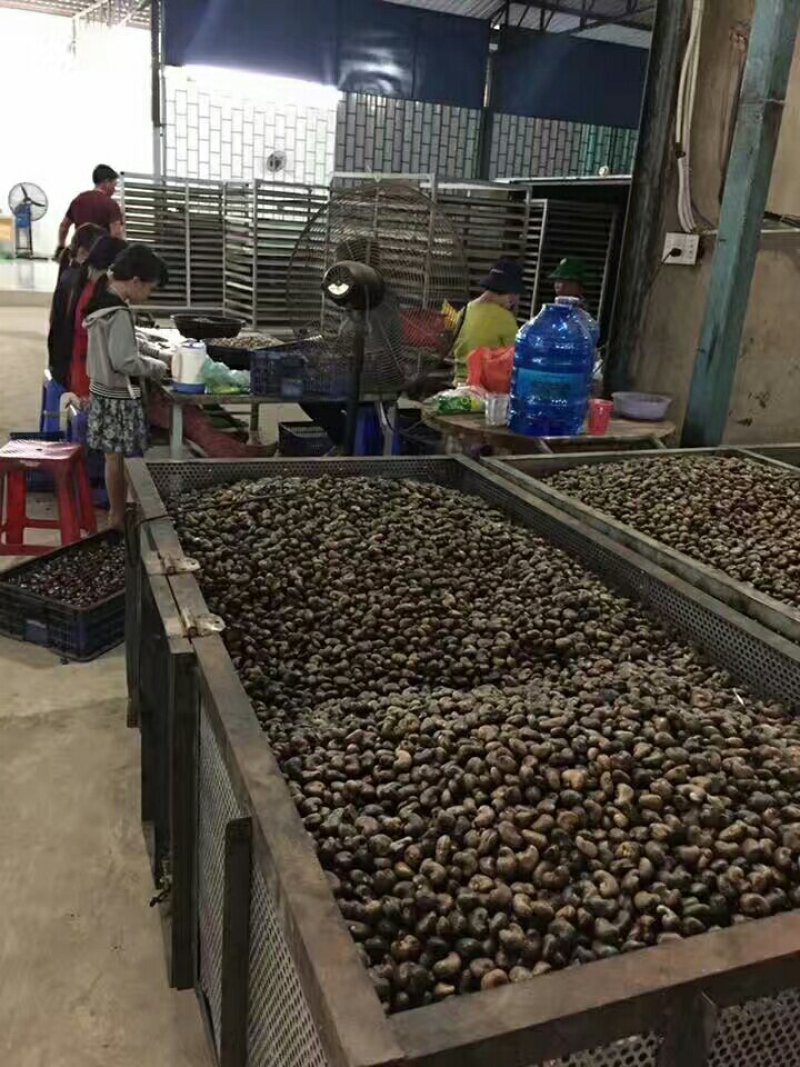 越南腰果