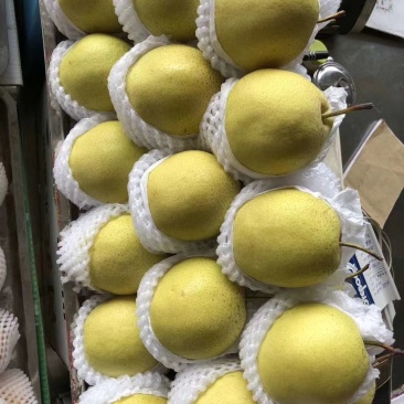 雪花梨精品雪梨长期有货
