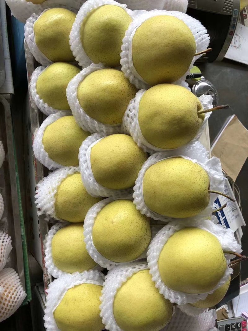 雪花梨精品雪梨长期有货