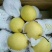 雪花梨精品雪梨长期有货